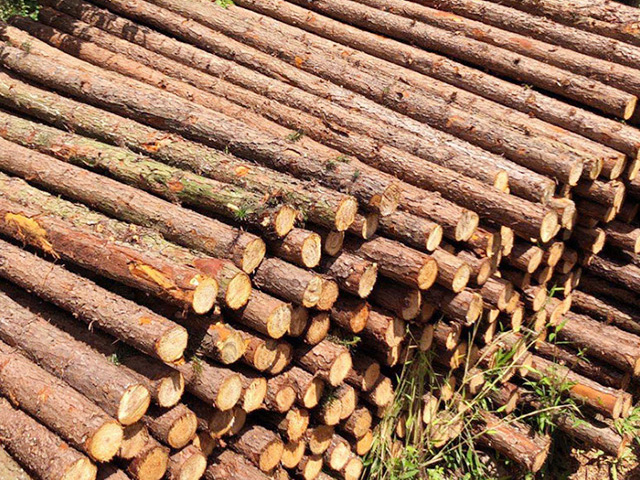 杉木桩可以用于园林绿化维护吗