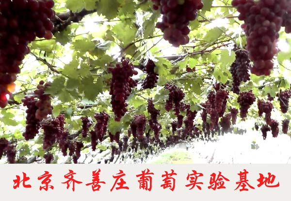 北京齐善庄葡萄实验基地