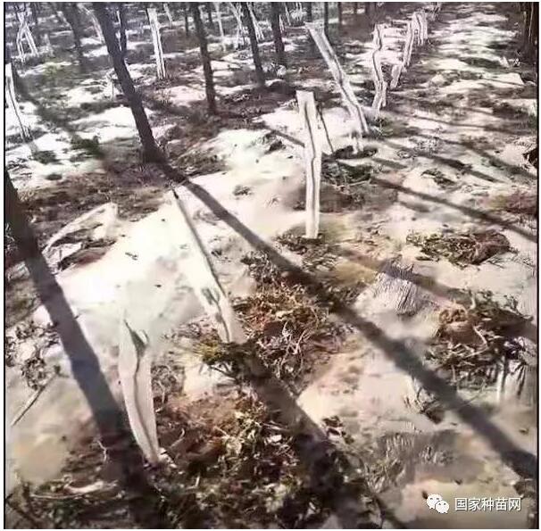 新栽果树 如何远离 “僵苗” 提高成活率 新栽果树 如何远离 “僵苗” 提高成活率