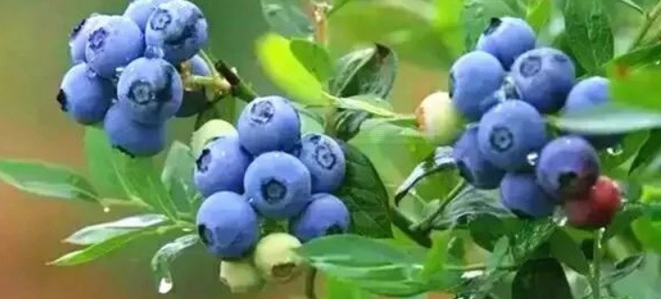 蓝莓的种植要素？