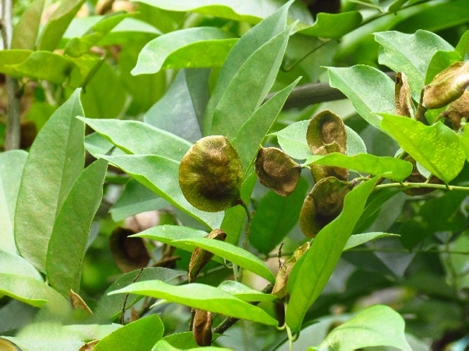 木材介紹