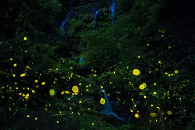 到邛崃天台山，与萤火虫来一场夏夜的浪漫邂逅