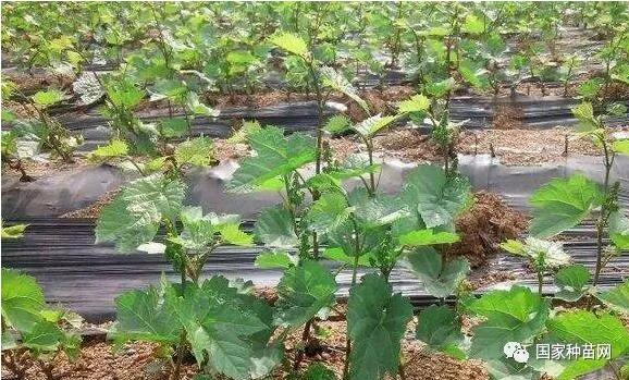 阳光玫瑰葡萄苗修剪技术 阳光玫瑰葡萄苗修剪技术