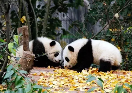 成都将再添一家国家5A级景区