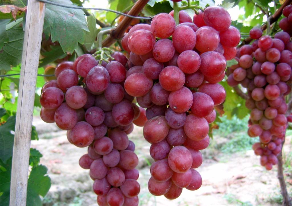 红宝石葡萄 种苗
