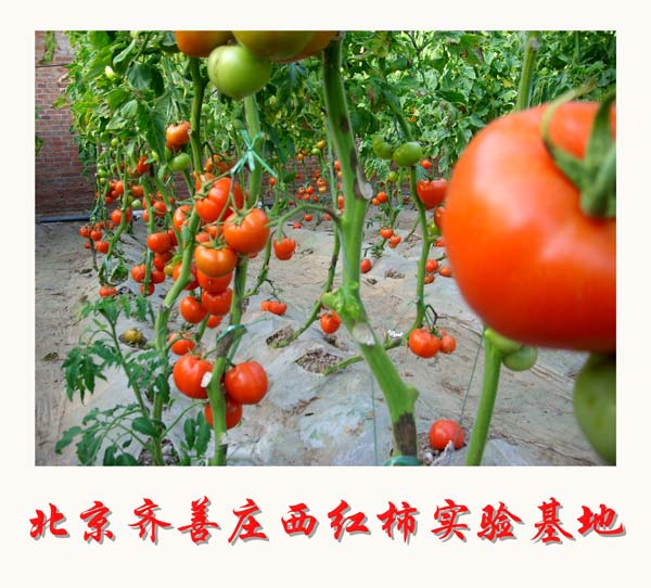 北京齐善庄西红柿实验基地