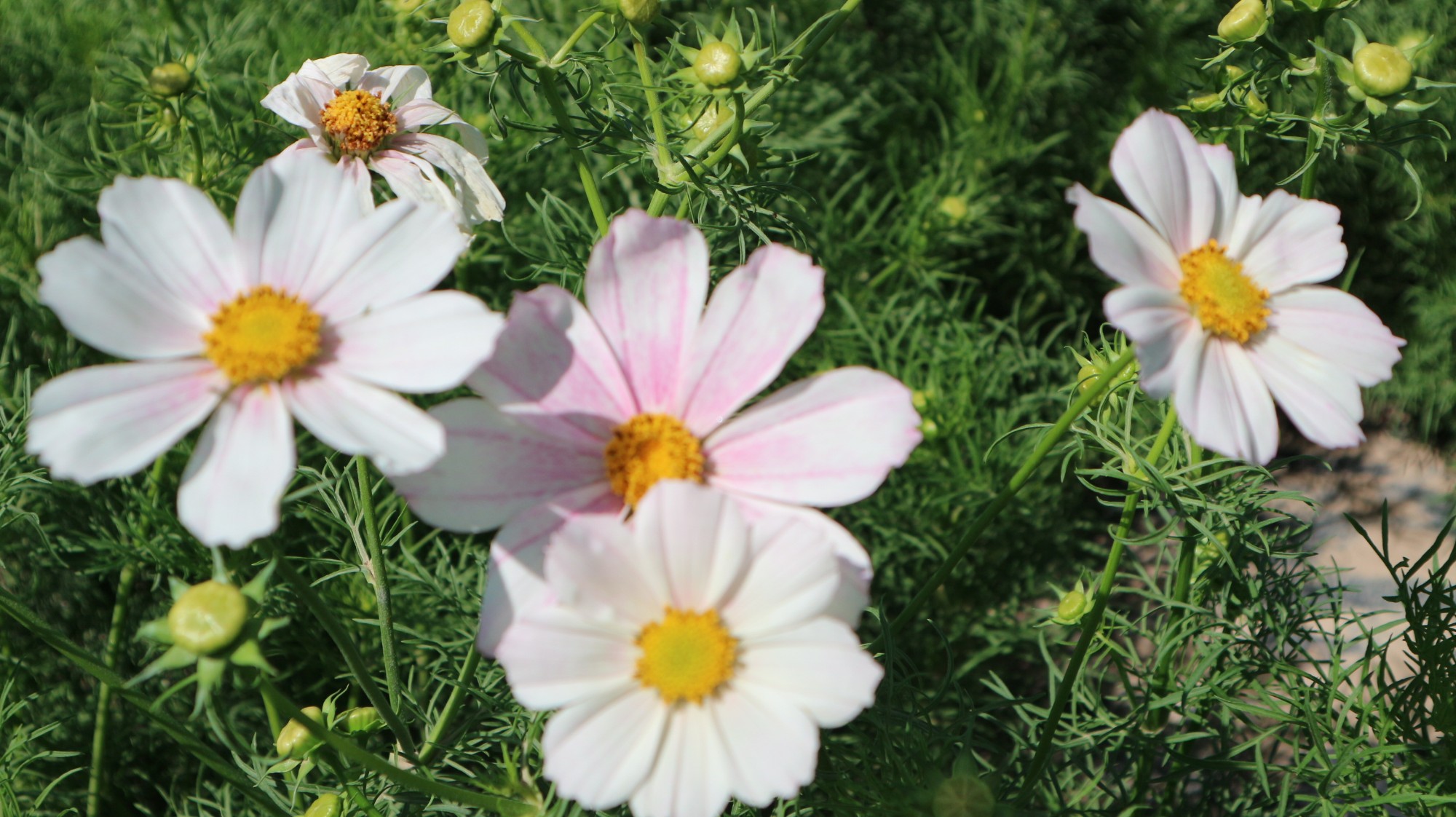 波斯菊花种