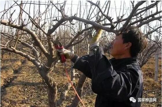 桃树定植及管理要点