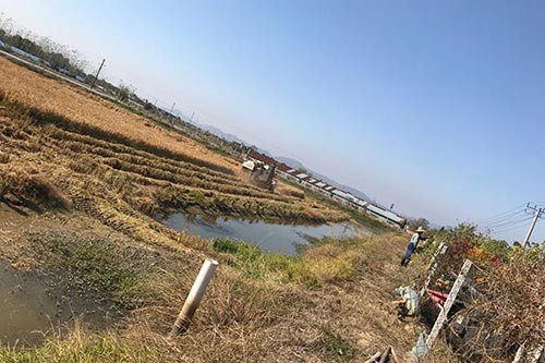 淮南水稻种植时候怎样进行田间管理