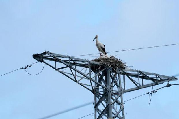 輸電線路高壓輸電鐵塔上怎么有怪聲怎么回事？輸電線路智能綜合驅(qū)鳥(niǎo)器