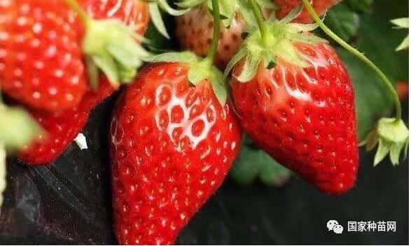草莓苗栽种管理技术之二