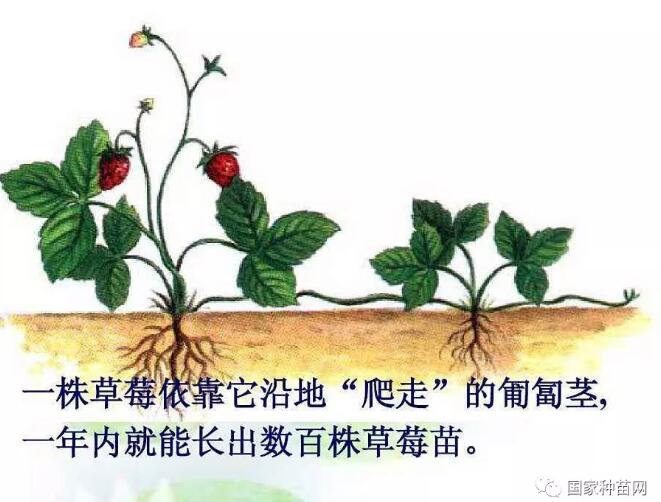 草莓种植知识及栽培技术