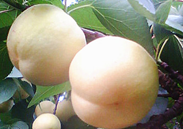 苹果白杏（银白杏）种苗