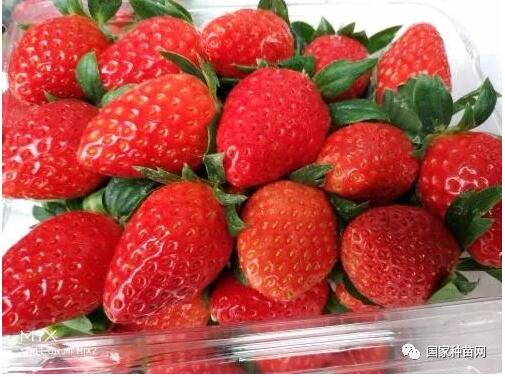 草莓苗栽种管理技术之二 草莓苗栽种管理技术之二