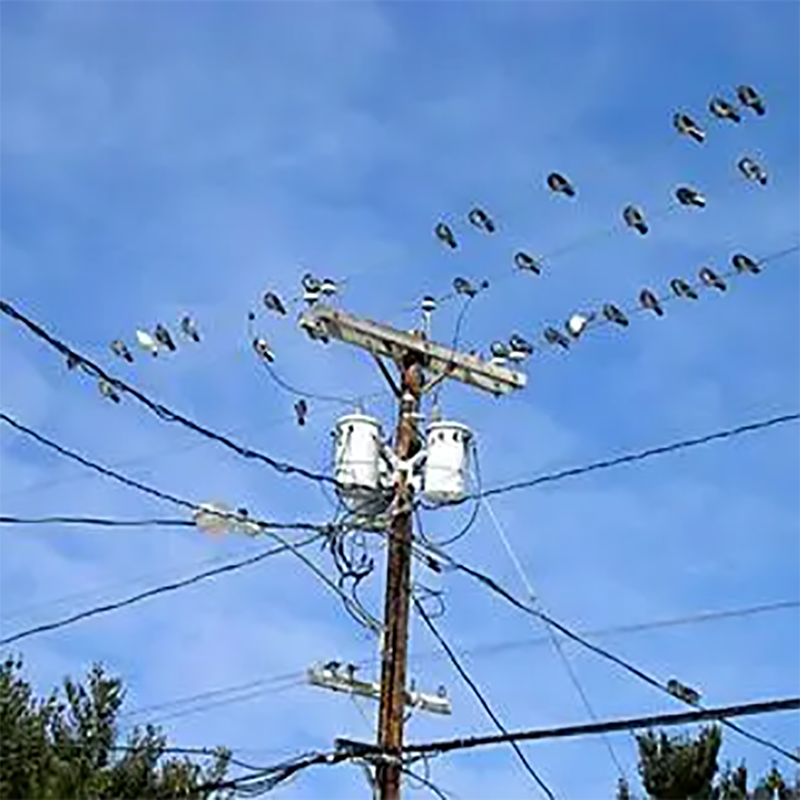 防鳥裝置，助力雙贏驅(qū)鳥無傷驅(qū)鳥
