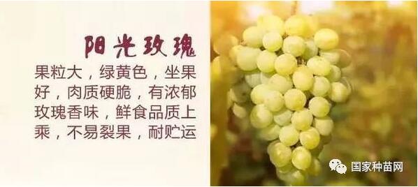阳光玫瑰葡萄苗修剪技术 阳光玫瑰葡萄苗修剪技术