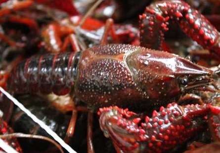 蚌埠小龙虾的养殖方法流程介绍
