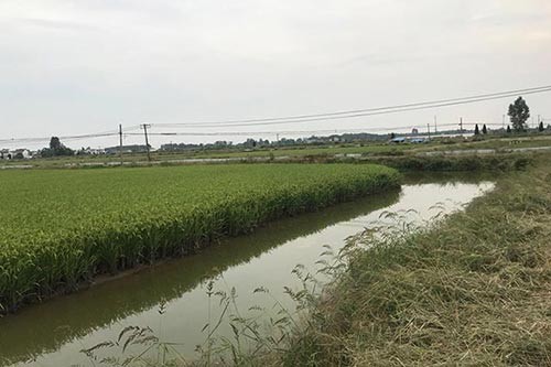 芜湖水稻种植