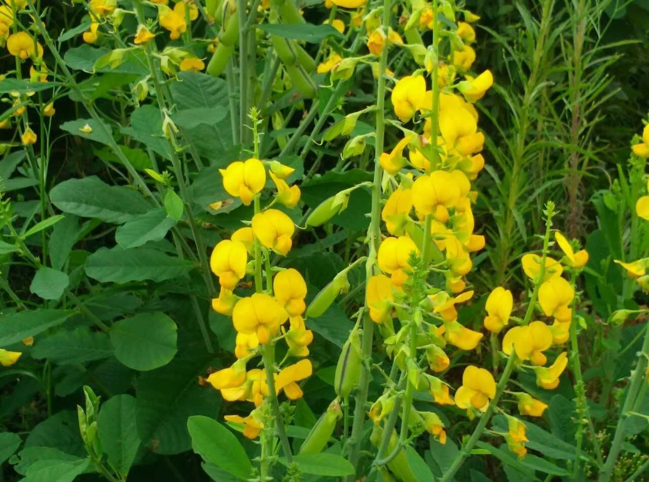 平塘花种批发优质推荐