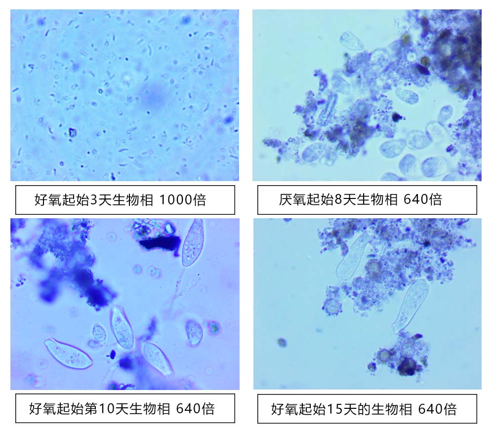 HWO生物膜法優勢