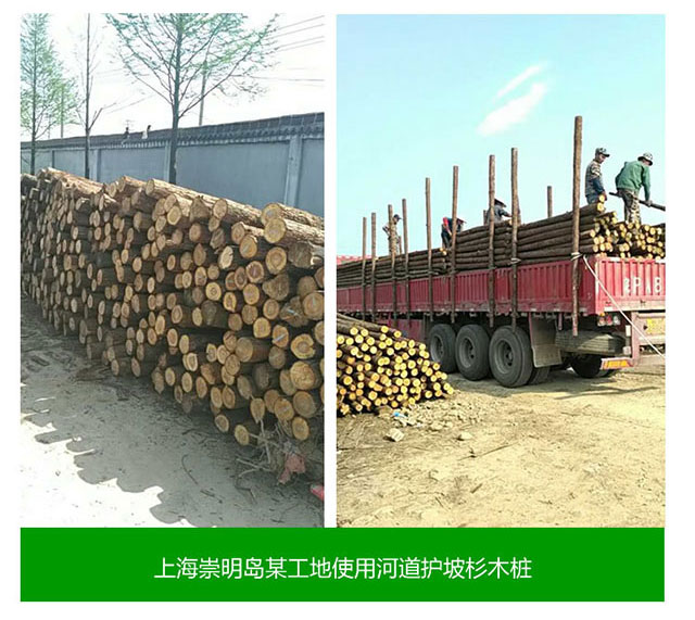 上海崇明岛某工地使用河道护坡山木桩
