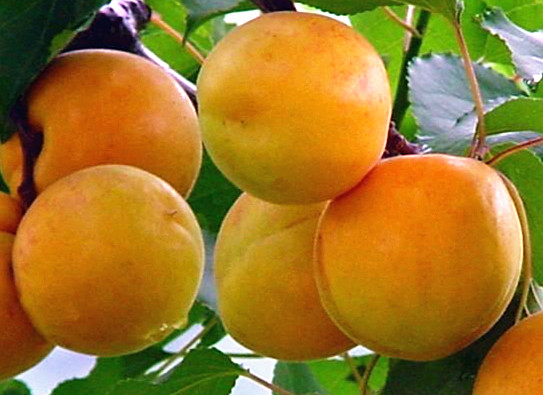 巨蜜王杏 種苗