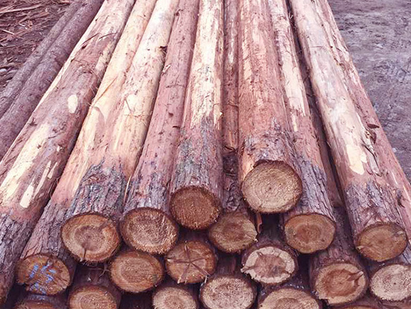 河道杉木樁銷售報價供應信息