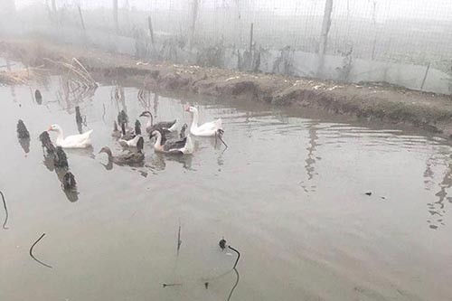 土鵝高效養(yǎng)殖模式探索