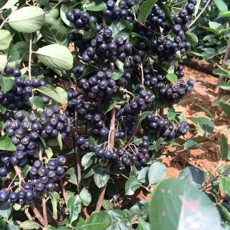 大兴安岭花楸黑果-推荐中林果树苗基地