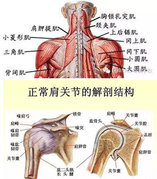 和派小圆针肩颈腰椎间盘突出、风湿病特点及技术性