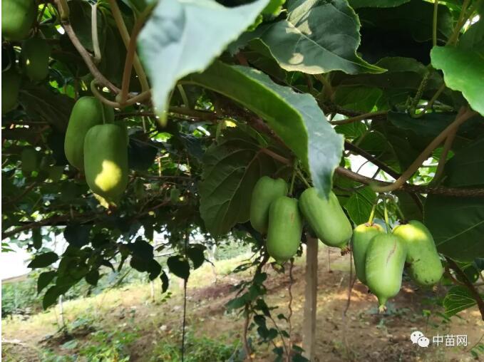 软枣猕猴桃经济价值、适应性及高效经营技术