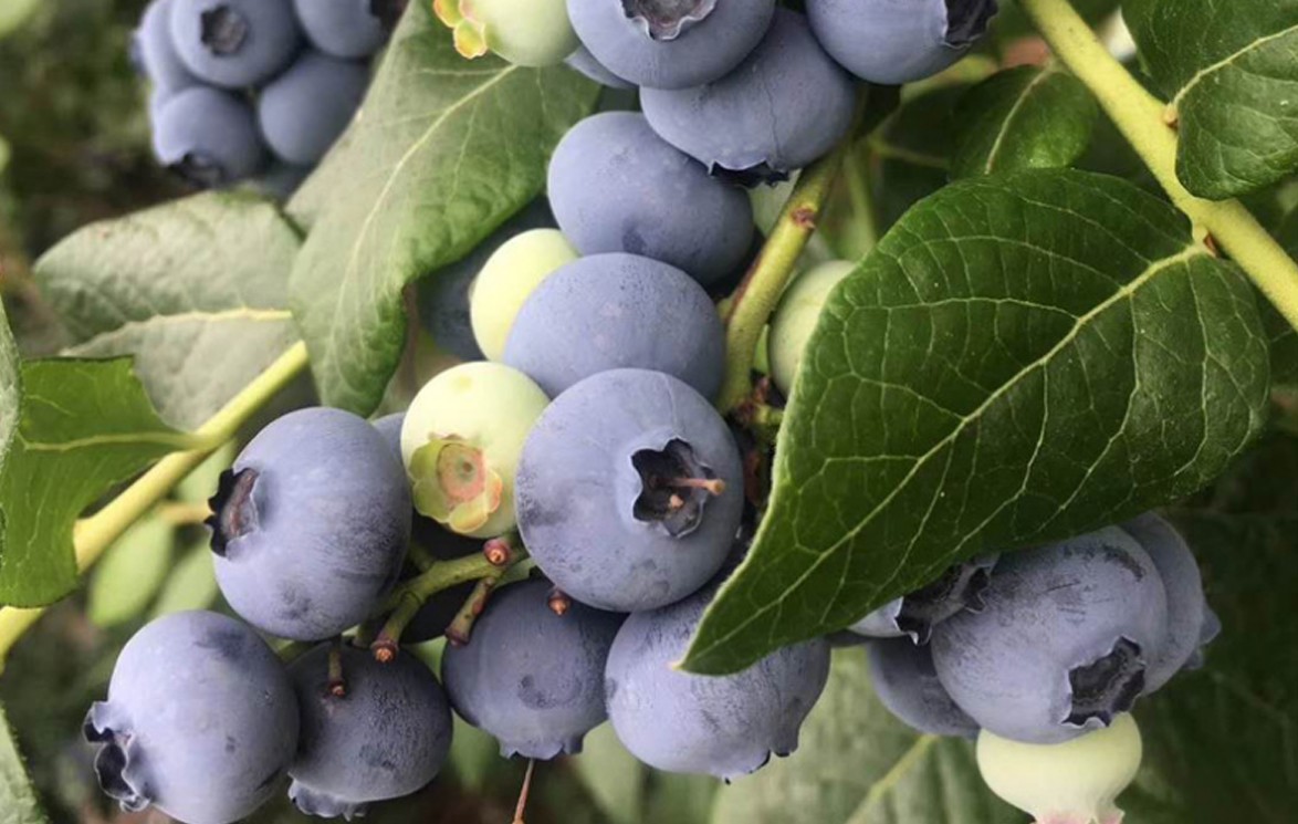 藍莓種植