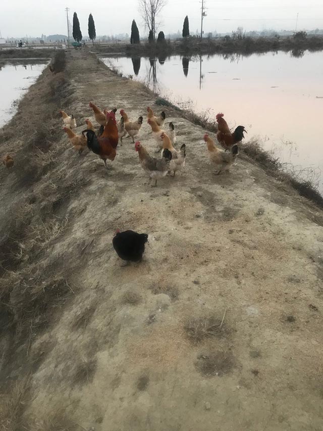 芜湖农家土鸡