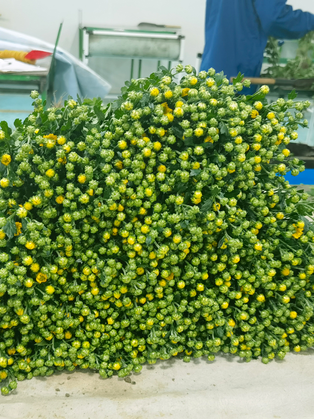 菊花