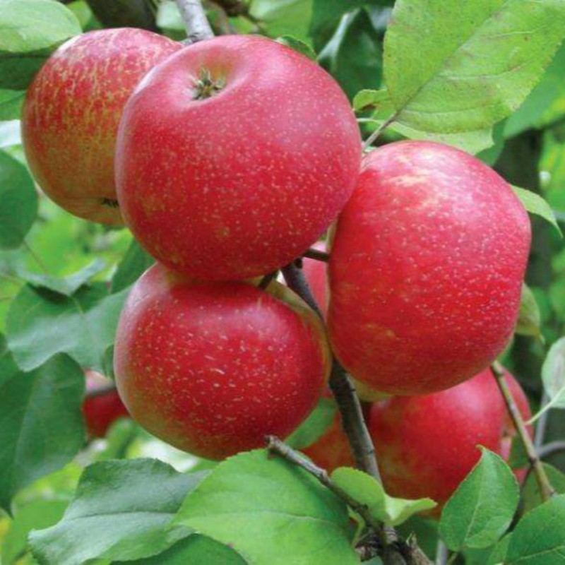 红蜜脆苹果 种苗