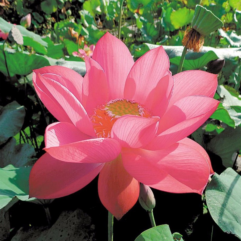 武汉植物园五个莲花新品种获国际认证
