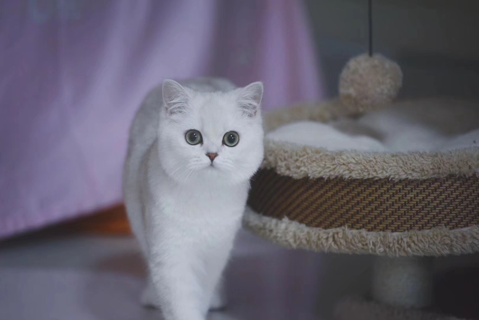 阳江正规英短银渐层猫机构