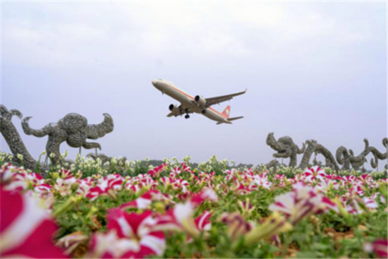 成都空港花田20万株绣球花等你来赏