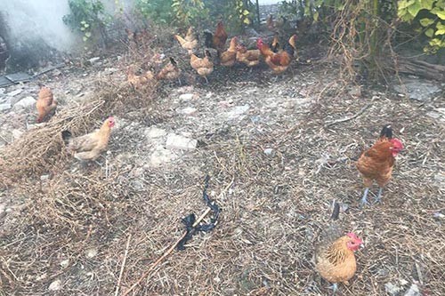 蚌埠土鸡的饲养管理是什么