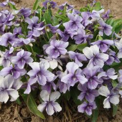 紫花地丁花种