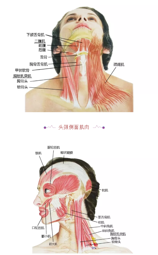 27张高清解剖图——头、面、颈部骨骼及肌肉 赶紧收藏吧！