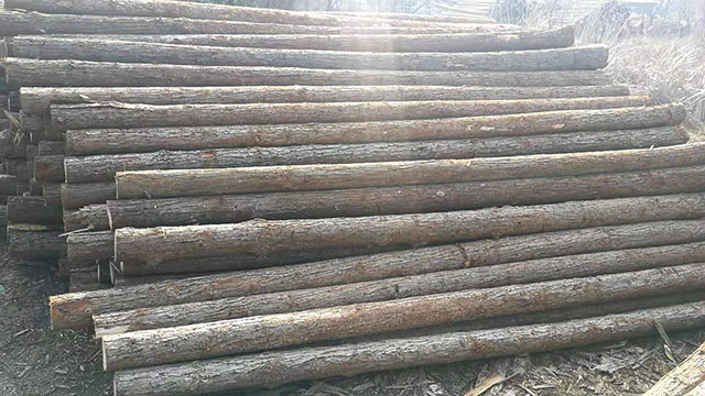 杉木樁加工廠