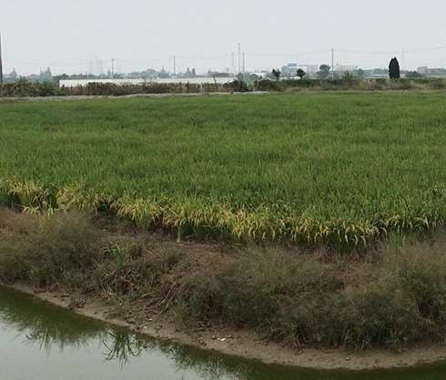 蚌埠关于水稻种植的生育期介绍