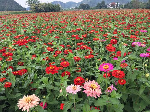 贵州兴义市万峰林花海项目