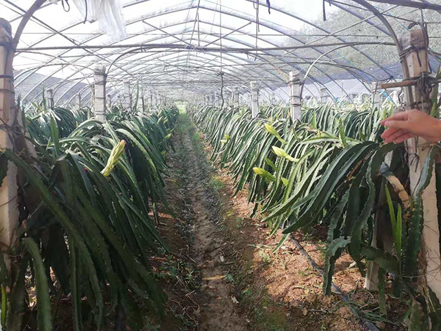 火龍果種植棚