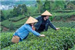 春花烂漫醉邛崃