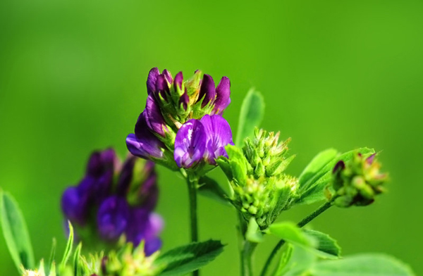 紫花苜蓿的高产种植方法