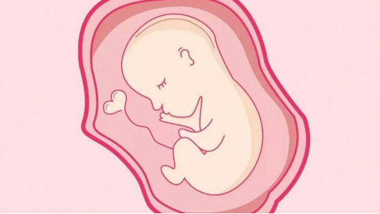 你知道在試管移植后的12天里，胚胎都經歷了什么？