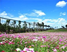 成都周边最美花海 秋游就去这里