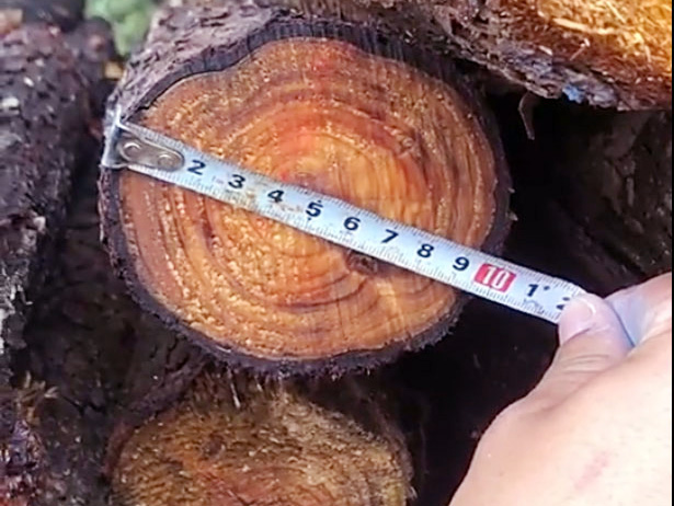杉木板材直徑一般多少